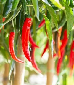 Chillies growing