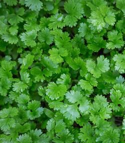 Coriander growing