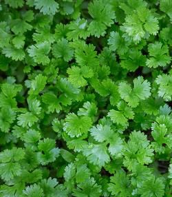 Coriander growing