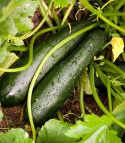 Courgettes growing