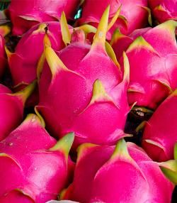 Growing Dragon fruit