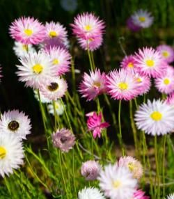 Everlasting Daisies