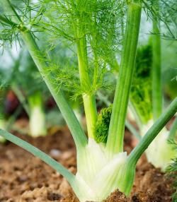 Fennel