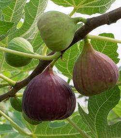 Fig Tree