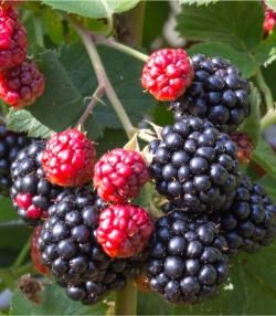 Nahaufnahme von Brombeeren, die am Strauch wachsen