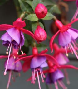 Fuchsia