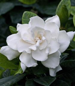 Gardenia