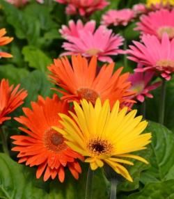 Gerbera