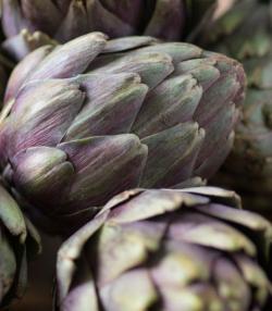 Globe Artichoke small