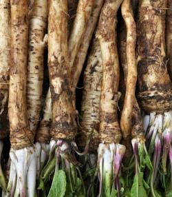 Horseradish