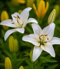 Lilies