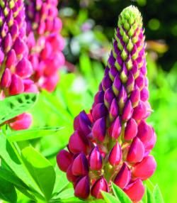 How to Grow Lupins 