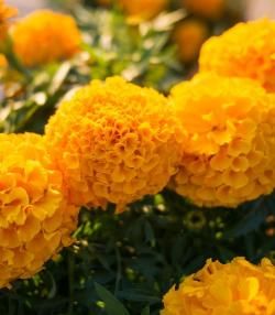 Marigold