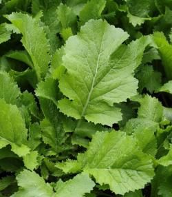 Mustard Greens