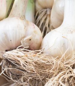 How to grow Garlic | Love the Garden