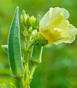 How to grow small Okra