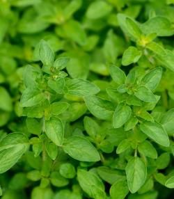 Oregano