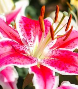 Lily (Lilium)