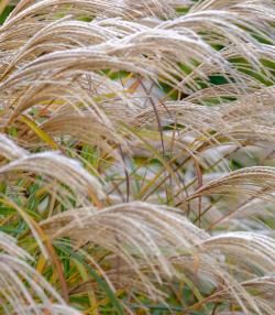 Pampas grass: Planten en verzorgen - Plantation et entretien - Love the garden