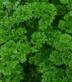 Parsley small