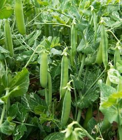 Peas growing