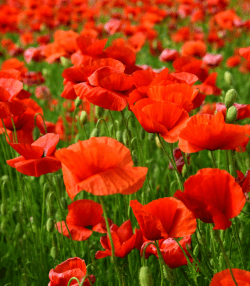 Poppies