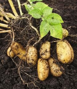 Freshly dug potatoes