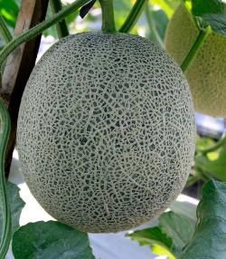 Rockmelon