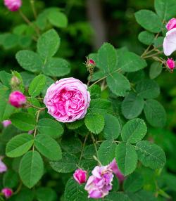 Rose in garden