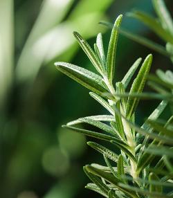 Rosemary growing