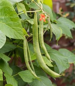 Runner beans growing