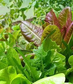 Homegrown salad greens