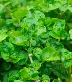 Watercress plant