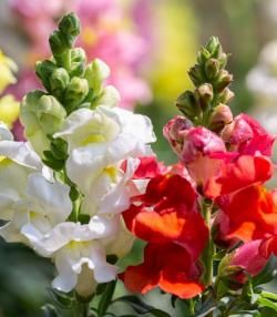 Snapdragons