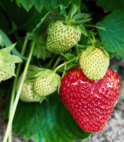 Strawberries growing