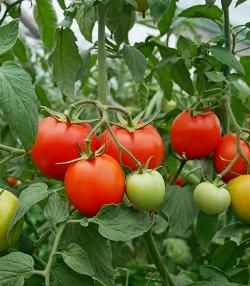 Homegrown Tomatoes