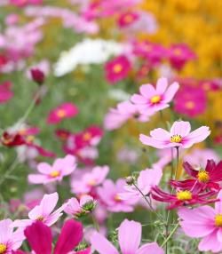 How to grow and care for Cosmos