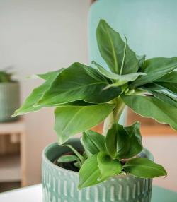 How to grow and care for banana plants inside