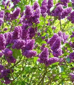 How to grow and care for Buddleia