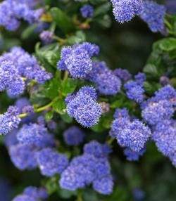 How to grow and care for Ceanothus