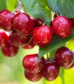 How to grow and care for cherry trees