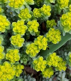 How to grow and care for Euphorbias