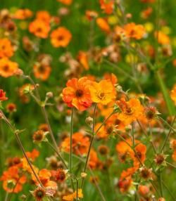 How to grow and care for Geums