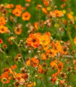 How to grow and care for Geums