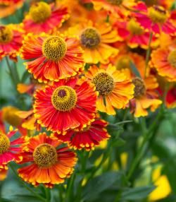 How to grow and care for Helenium