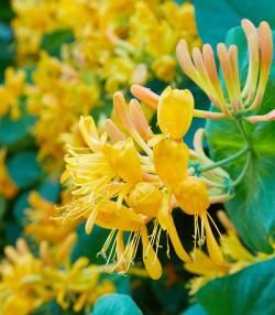 How to grow and care for Honeysuckle