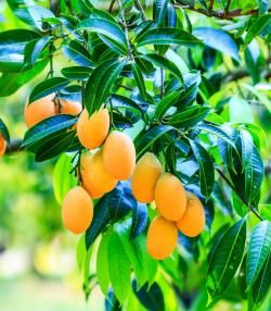 How to grow and care for mango trees