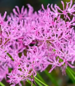 How to grow and care for Nerine bulbs