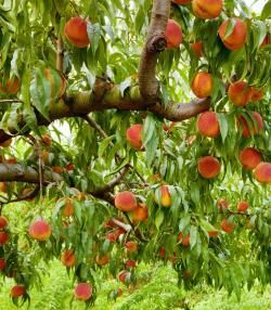 How to grow and care for peaches