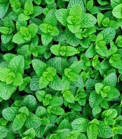 How to grow and care for peppermint plants